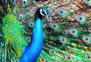 A Walk On The Wild Side 