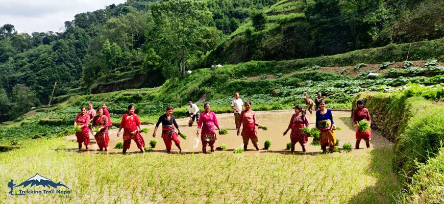 Rice Planting Monsoon Festival