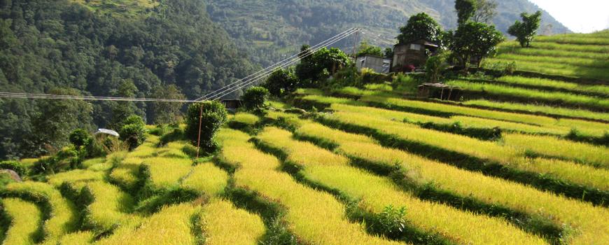 feild of mohare danda trekking