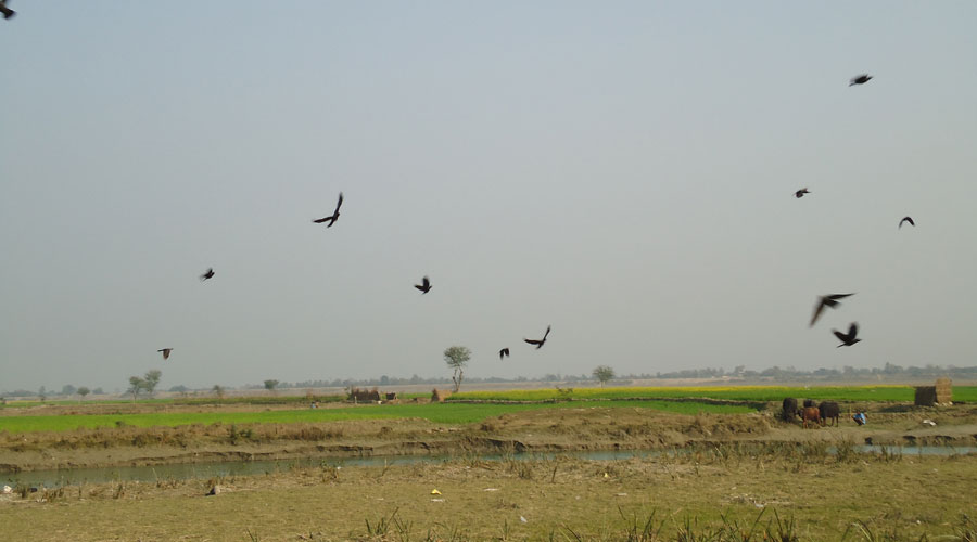 migrated birds of koshi tappu wildlife reserve
