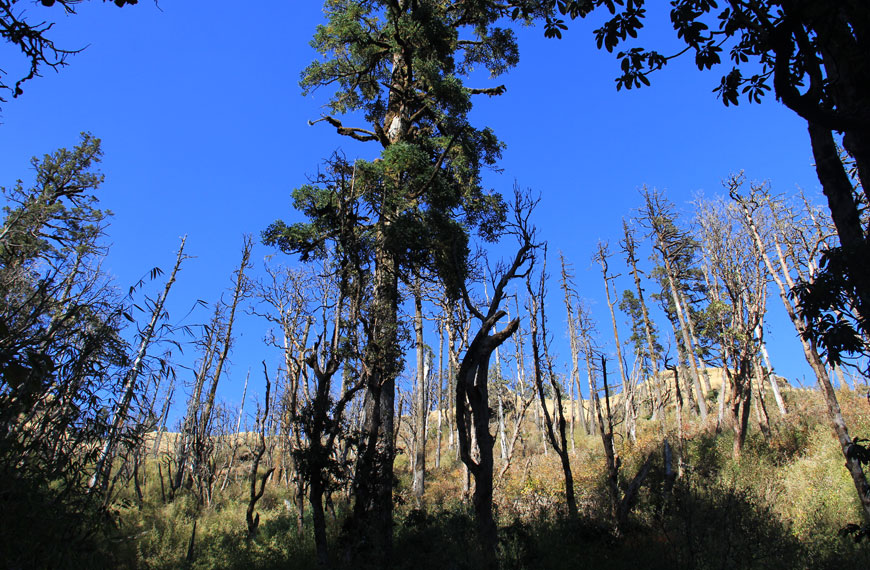 trekking trail in december