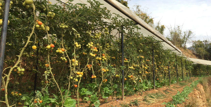 organic farm of nagi village