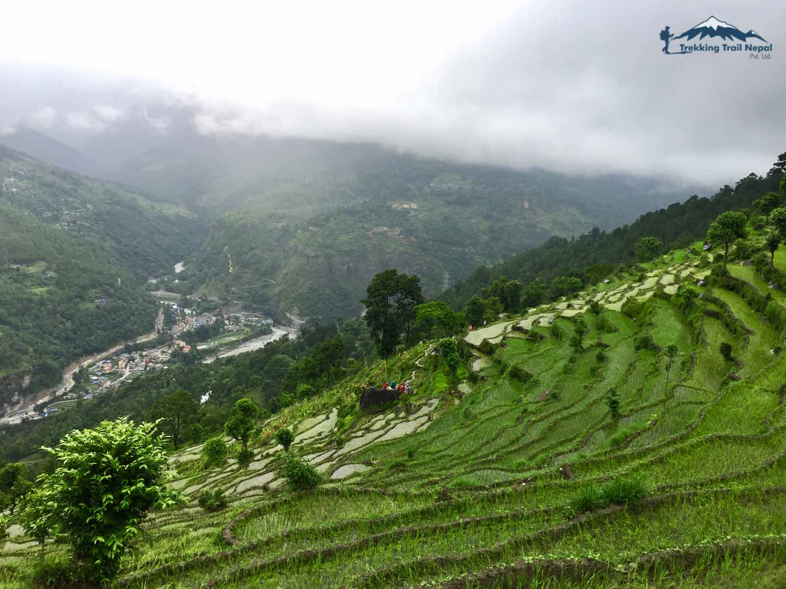 Rice Field in Monsoon Trek