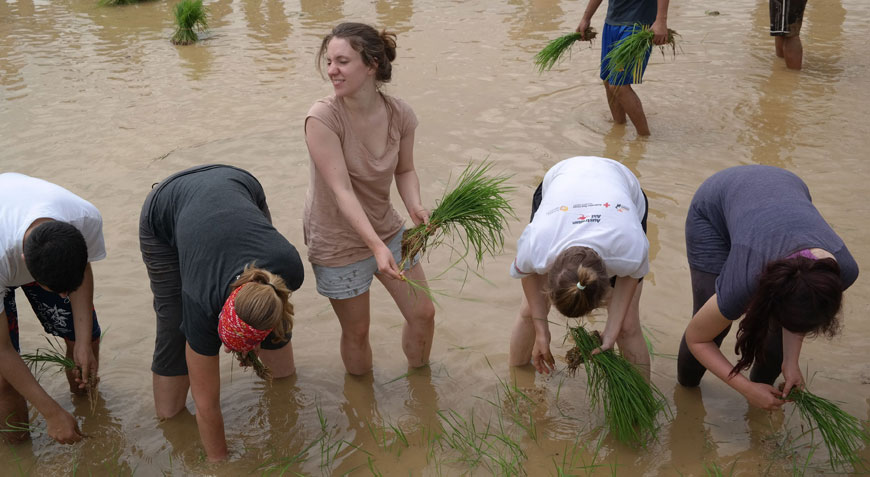 the rice planting festival in nepal