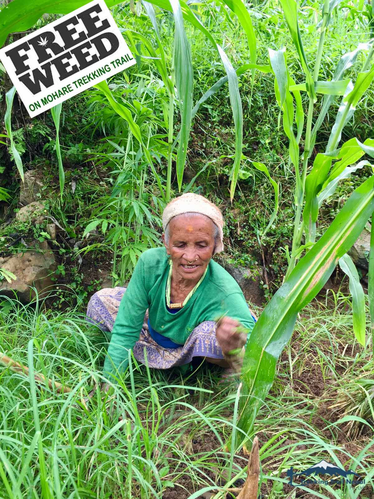 Weed on Nepal Trekking