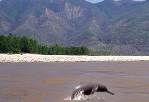 Nepal’s Aquatic Biodiversity  For Tourism Attraction