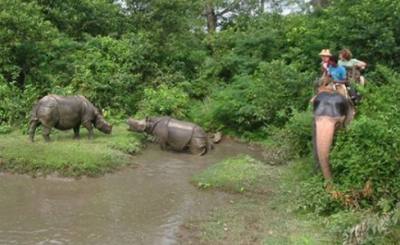 jungle safari in nepal