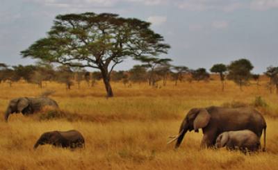 Safari and Trekking in Tanzania