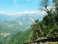 Green Nature and Annapurna South from Forest Camp