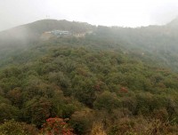 Rest Camp with Rhododendron Forest