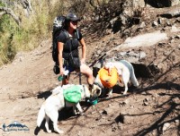 Dog Manaslu Trekking Nepal