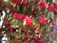 flowers on the trail of chitre baglung high bridge trekking