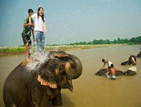 elephant bathing of chitwan national park