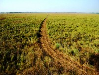 grass land of suklaphant wildlife reserve