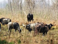 group of wild buffallo