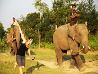 guest enjoying with elephant 