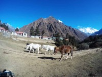 Horse On Amadablam Trekking