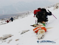 Tsum Vally Manaslu Trekking Dog