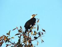 migrated bird in koshi tappu wildlife reserve