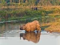 one horn rhino in chitwan national park