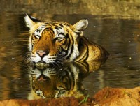 royal bengal tiger in chitwan national park