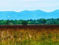 tall grass land of suklaphant wildlife reserve
