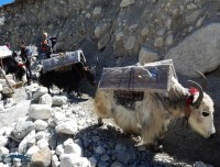 yaks headed to everest base camp