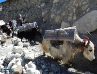 Yaks Heading to Everest Base Camp Trek