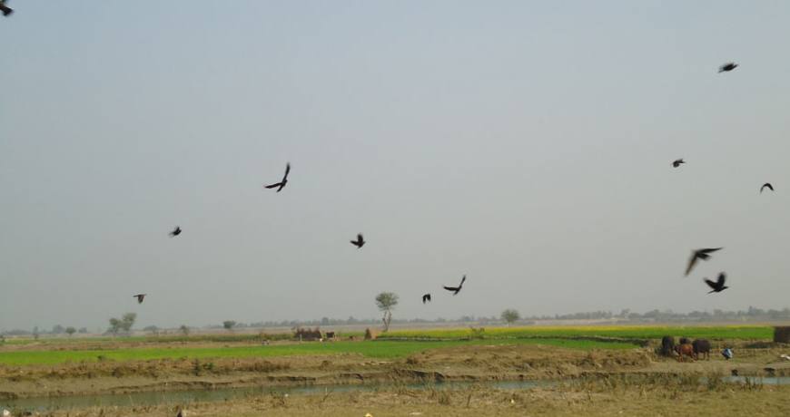 migrated birds of koshi tappu wildlife reserve