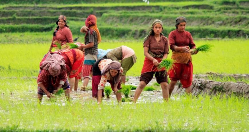 rice planting festival nepal