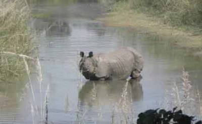 bardia national park