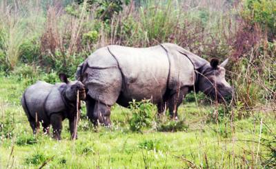 chitwan national park activities