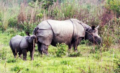 chitwan national park activities